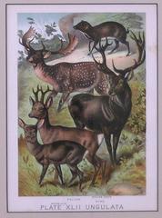 Plate. XLII. Roebuck, Fallon, Mouse(sp) Deer, Stag