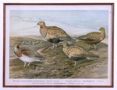 Pl. VII  Pterocles (Sandgrouse)