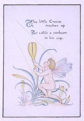 Crocus