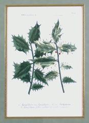 Holly