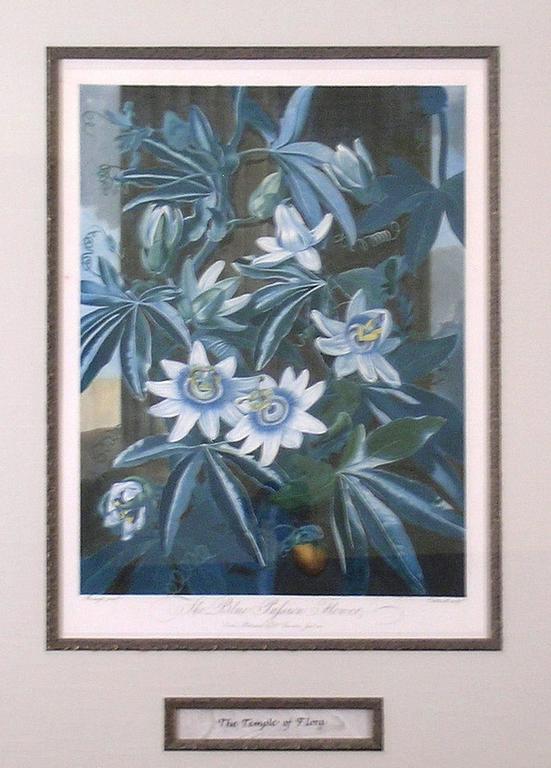 The Blue Passion Flower - Academic Print by Dr. Robert John Thornton