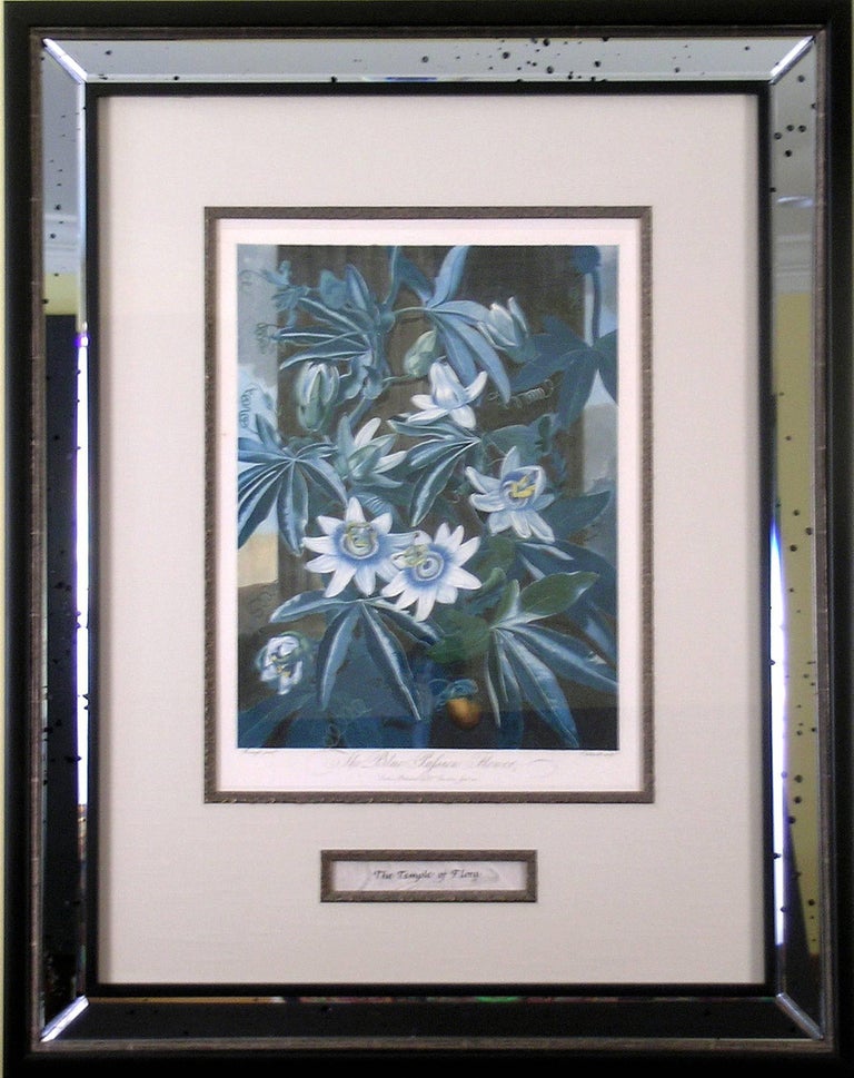 The Blue Passion Flower - Print by Dr. Robert John Thornton