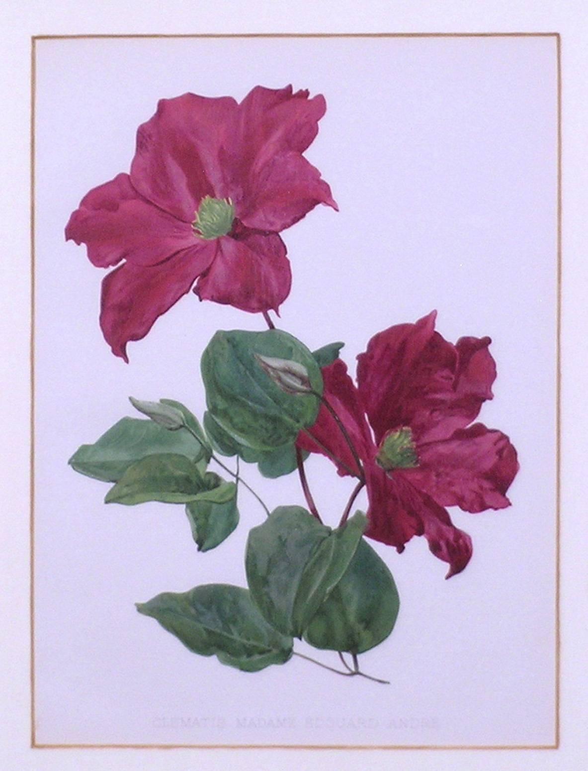 Clematis - Print by Henry George Moon
