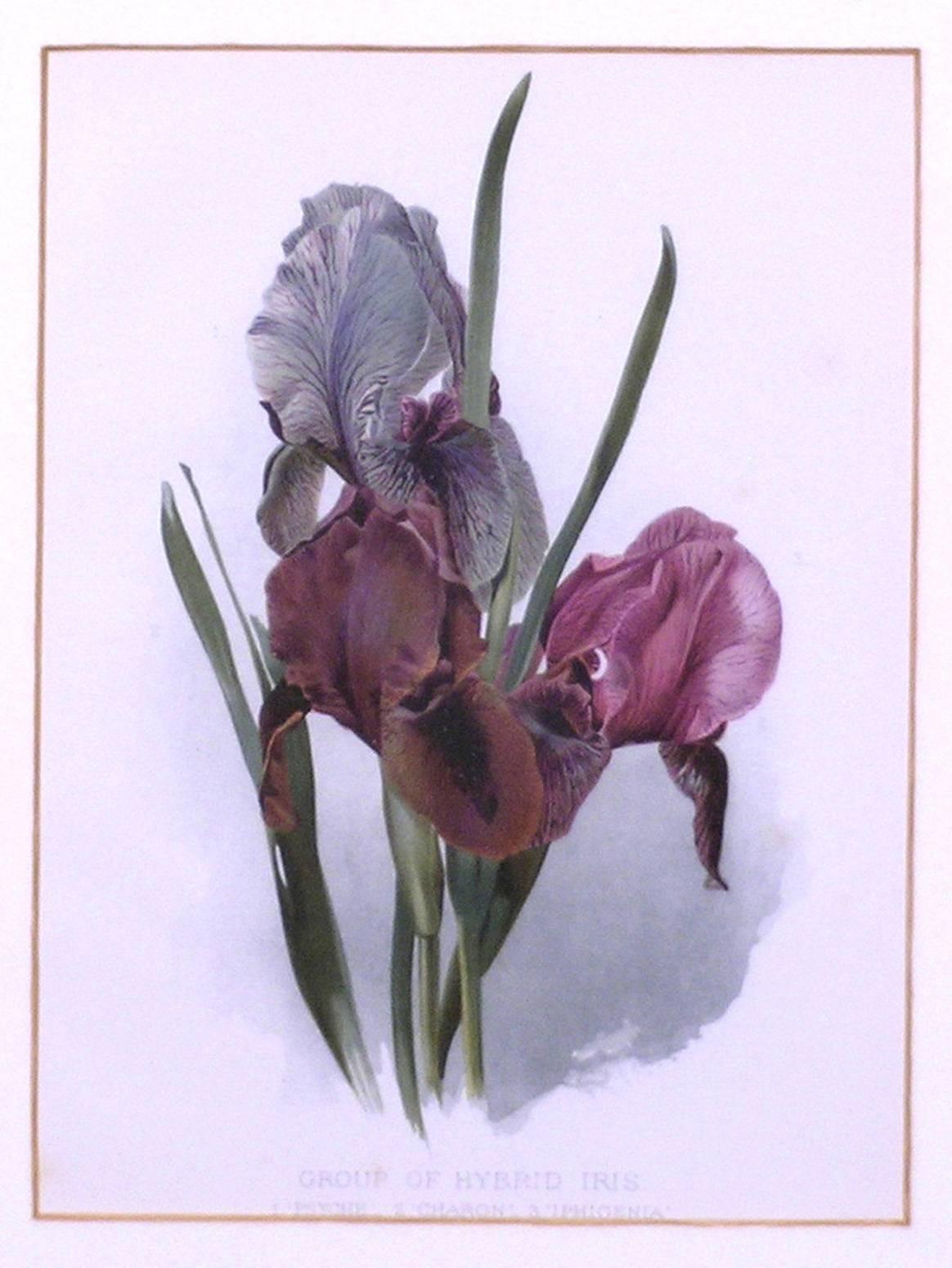 Hybrid Iris - Print by Henry George Moon