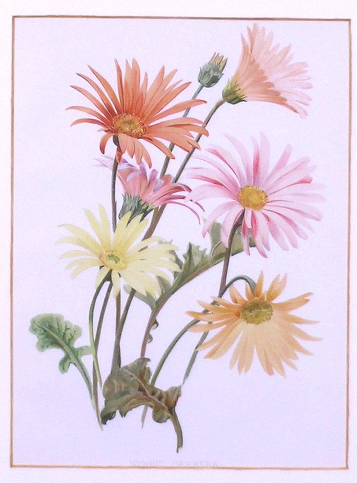 Hybrid Gerbera  (Daisy) - Print by Henry George Moon