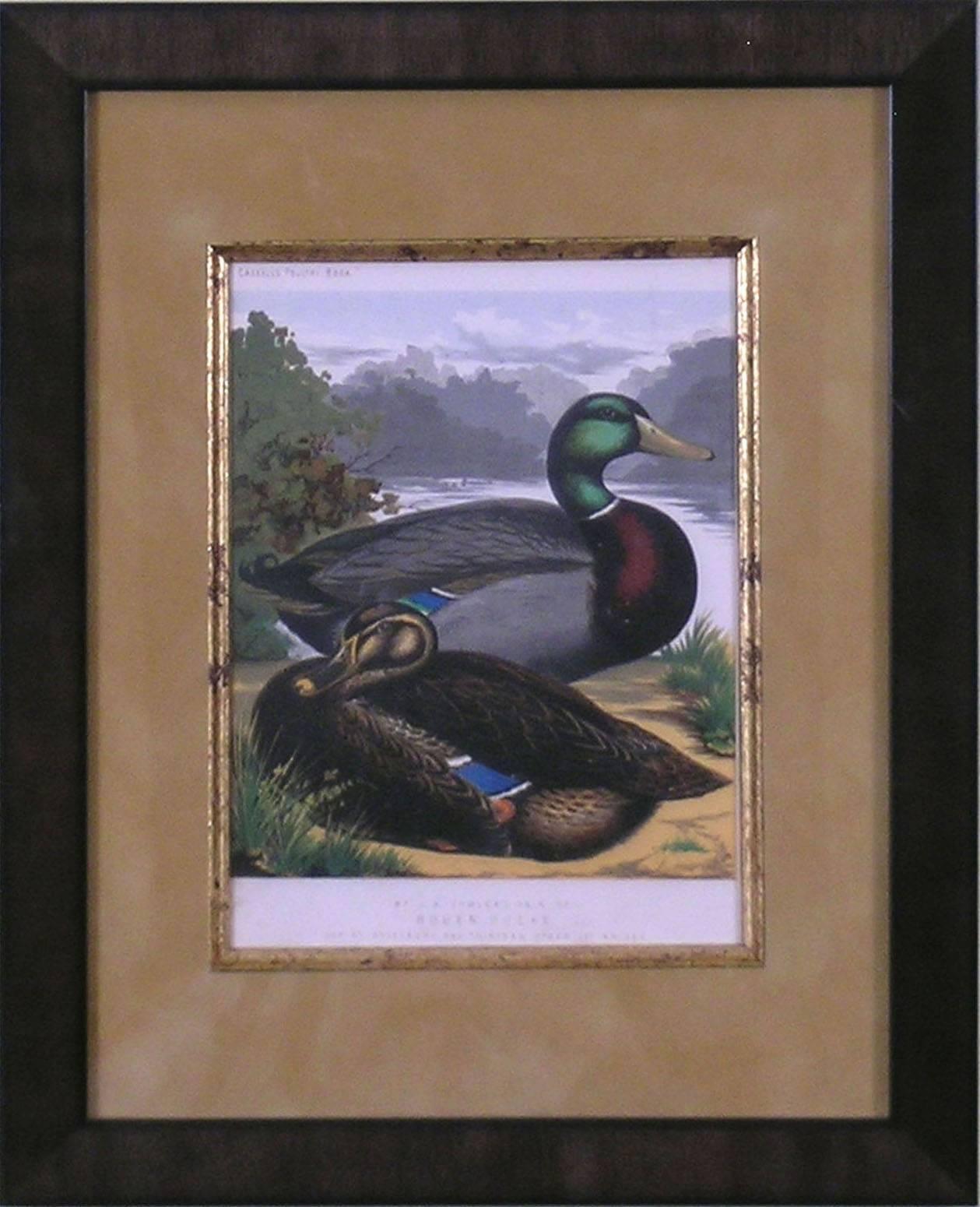 Rouen Ducks - Print by J.W. Ludlow