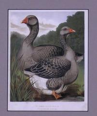 Toulouse Geese