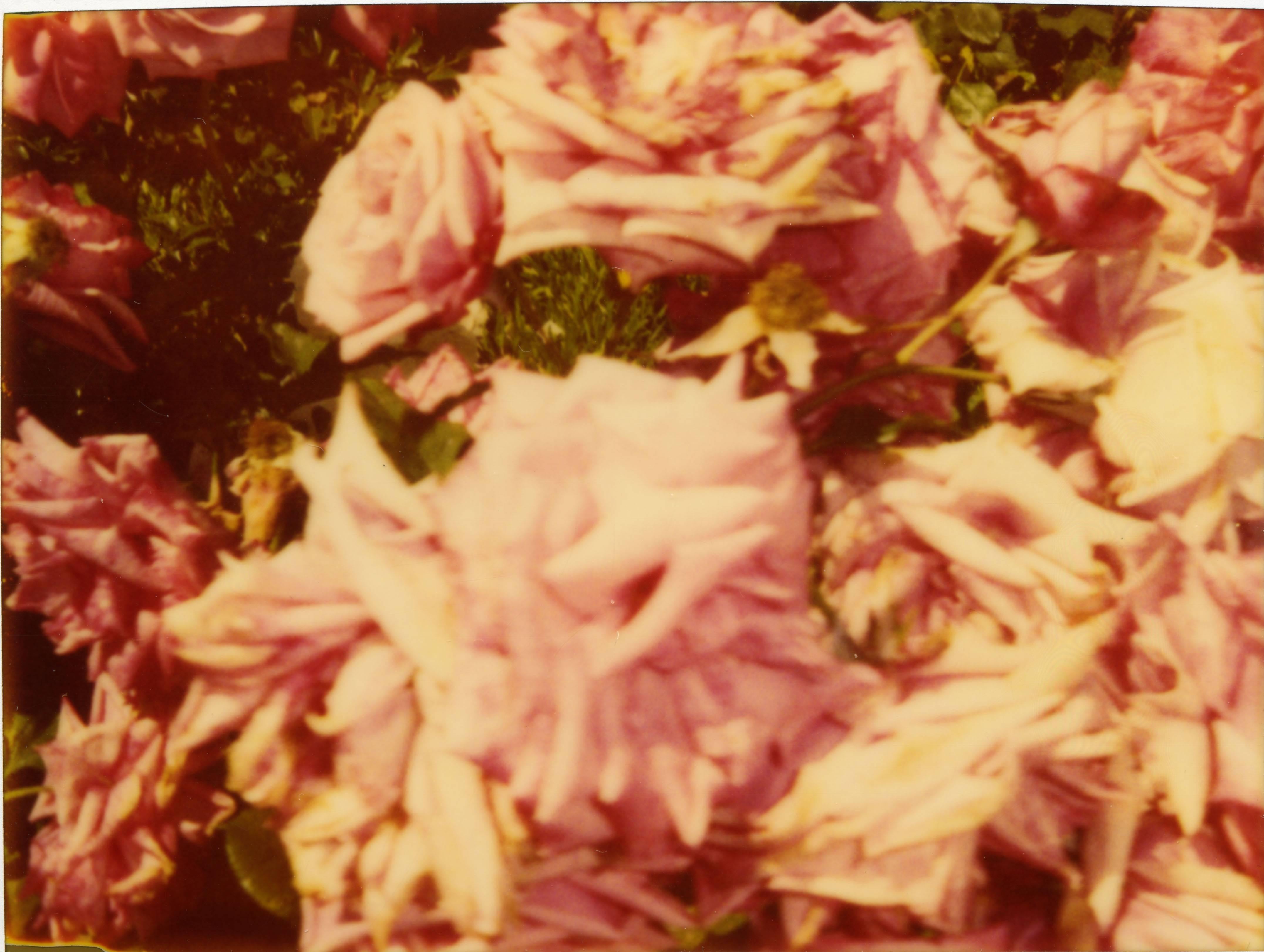 Stefanie Schneider Color Photograph - Rosegarden - part 1 - Suburbia