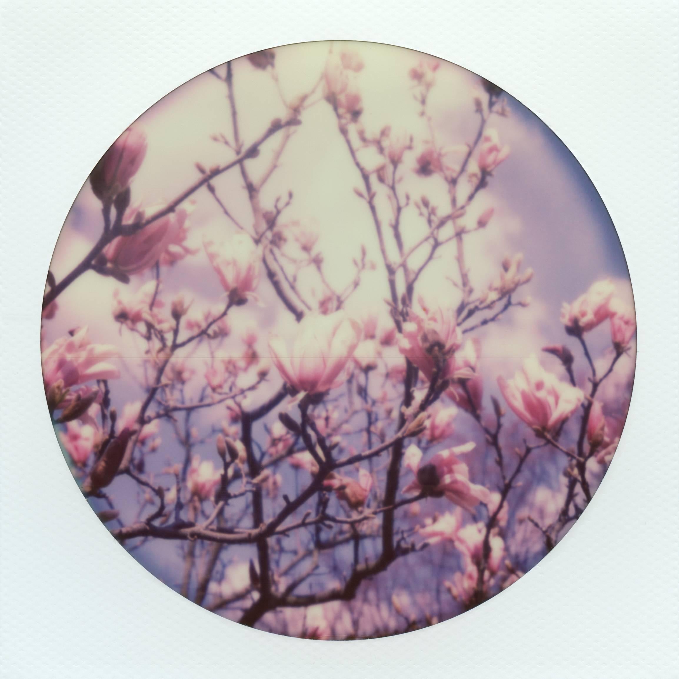 Julia Beyer Color Photograph - Magnolia II