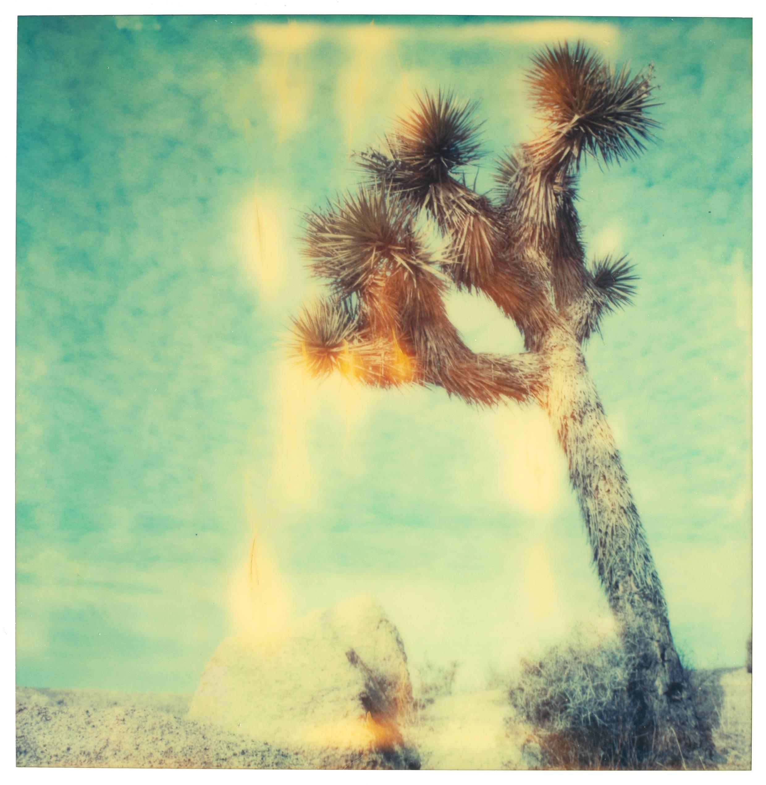 Stefanie Schneider Color Photograph - Contemporary, Abstract, Landscape, USA, Polaroid, tree, Schneider, Instantdreams
