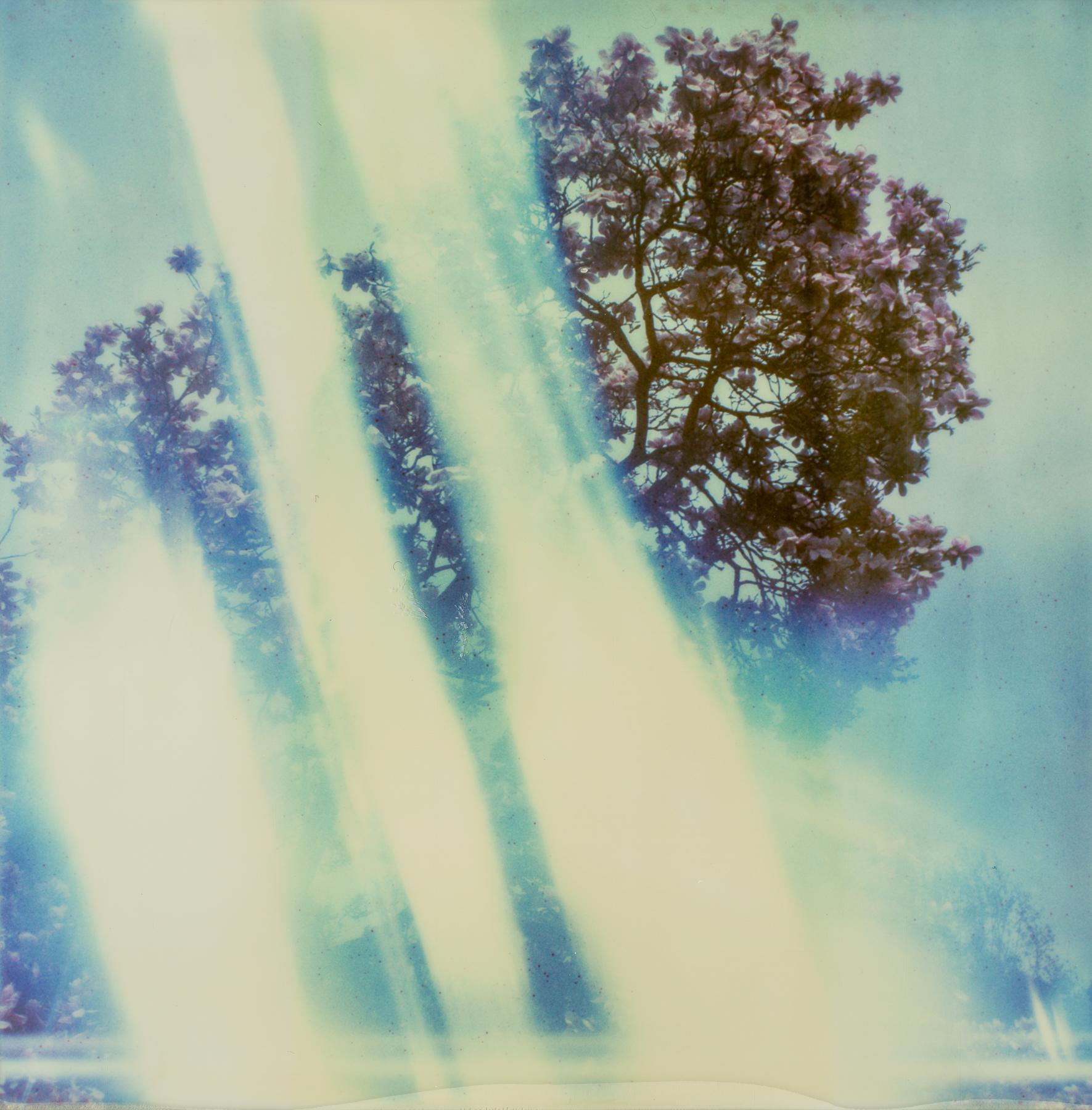 Kirsten Thys van den Audenaerde Color Photograph - Tree of Light, 21st Century, Polaroid, Landscape, Photography, Contemporary