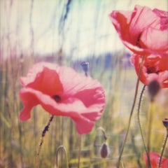 Poppy Realm #01 Contemporaneo, Paesaggio, fiore, Polaroid, Fotografia, scaduta