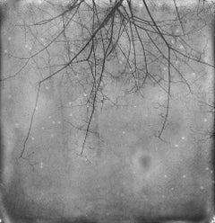And also the Trees, 21st Century, Polaroid, Landscape Photography, Contemporary