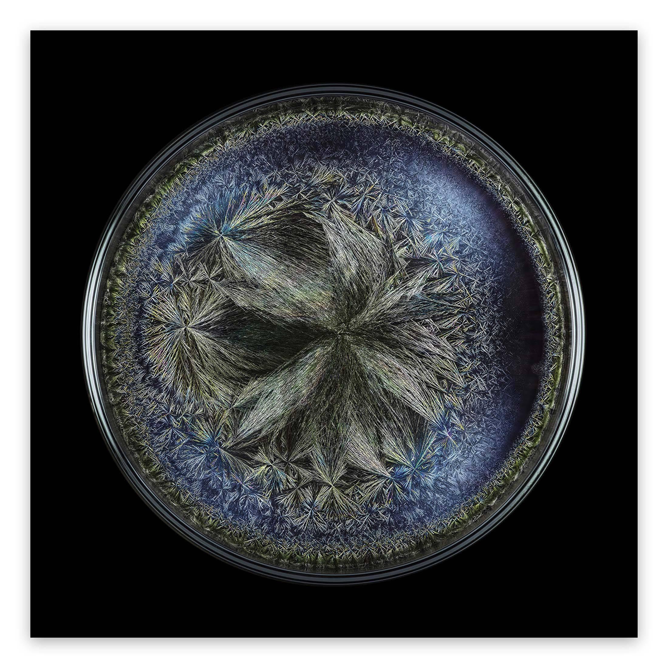 Seb Janiak Color Photograph - Morphogenetic field - Beluga Caviar (Abstract Photography)