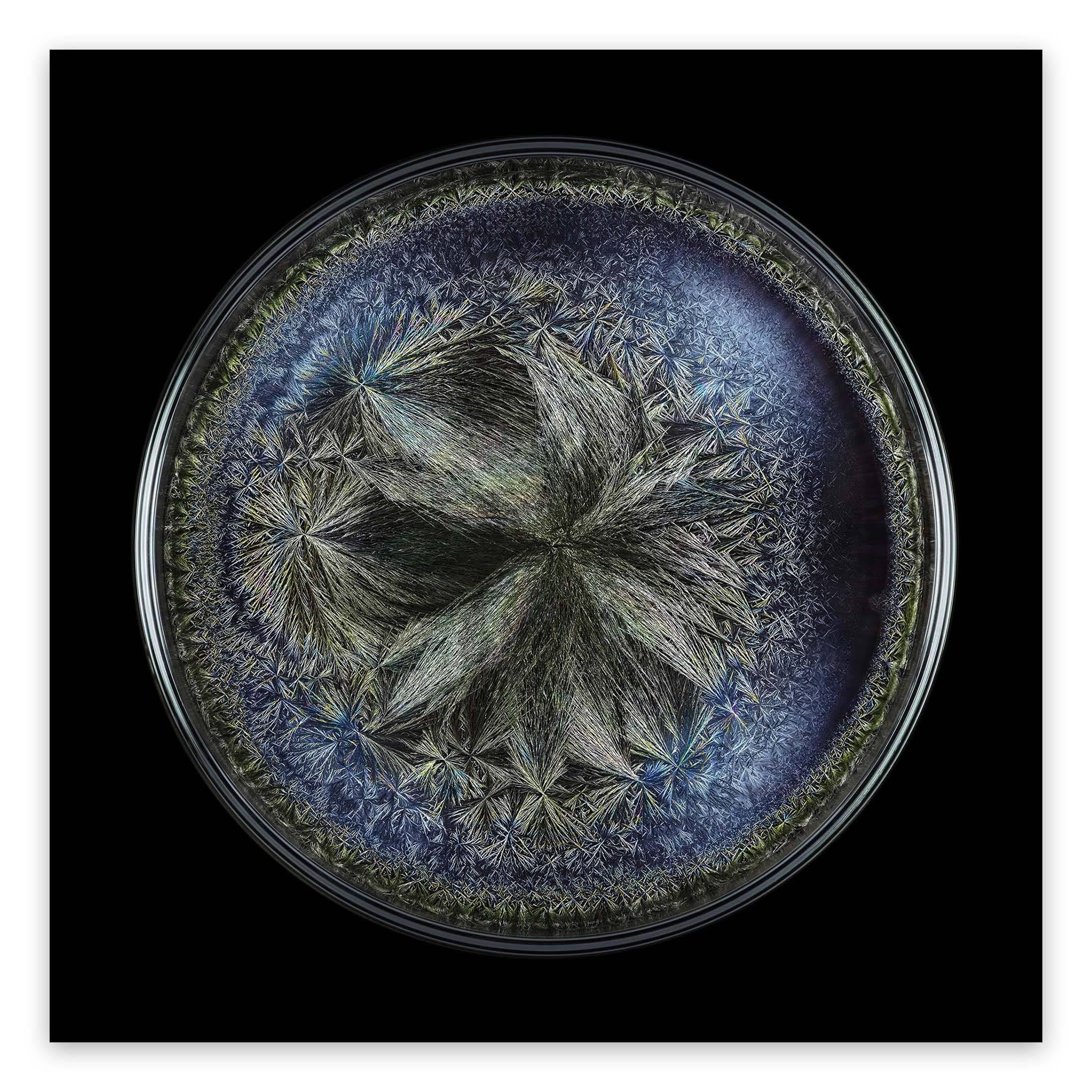 Color Photograph de Seb Janiak - Campo morfogenético - Caviar Beluga (Fotografía Abstracta)