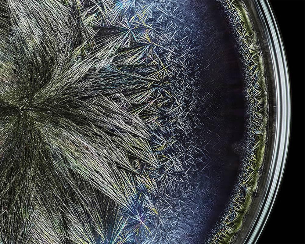 Campo morfogenético - Caviar Beluga (Fotografía Abstracta) - Photograph Abstracto de Seb Janiak