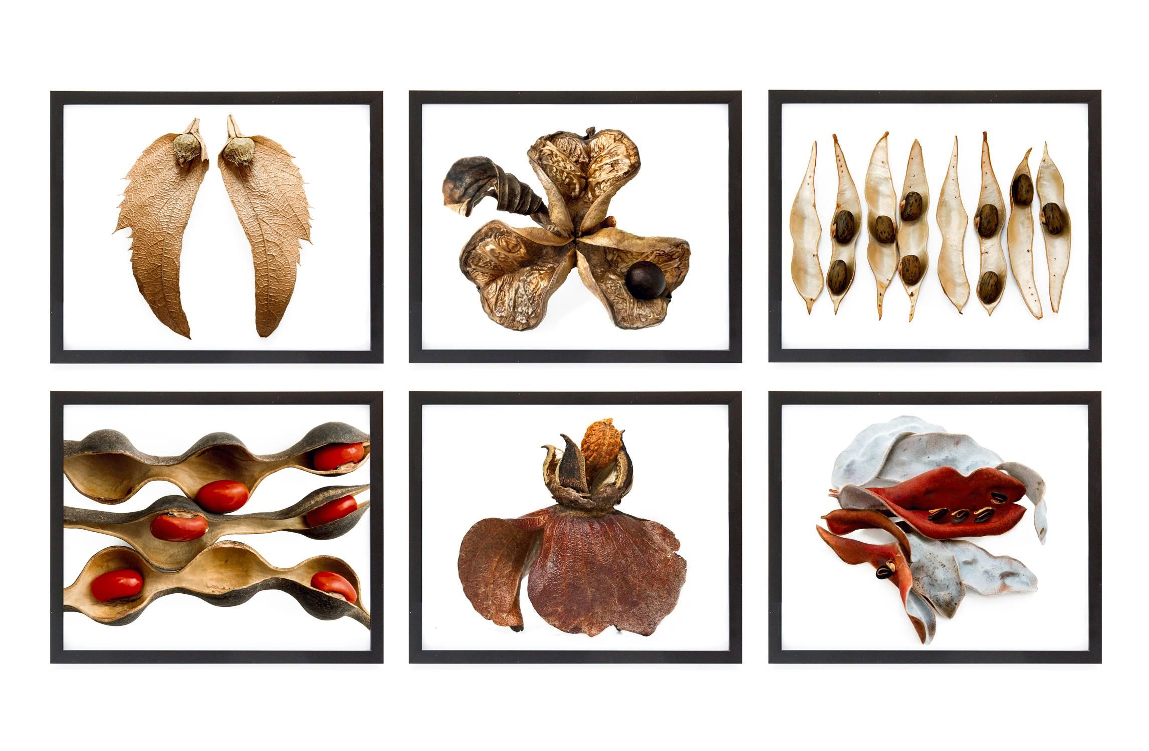 Anna Laurent Still-Life Photograph - Set of six limited edition prints from Dispersal