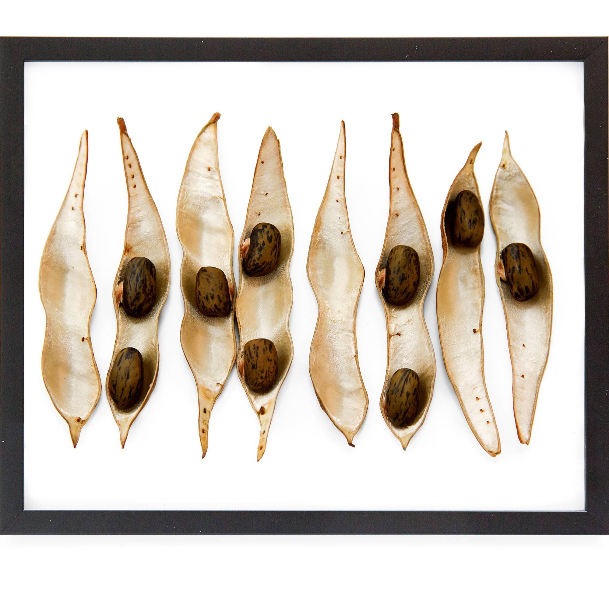 Set of six limited edition prints from Dispersal - Beige Still-Life Photograph by Anna Laurent