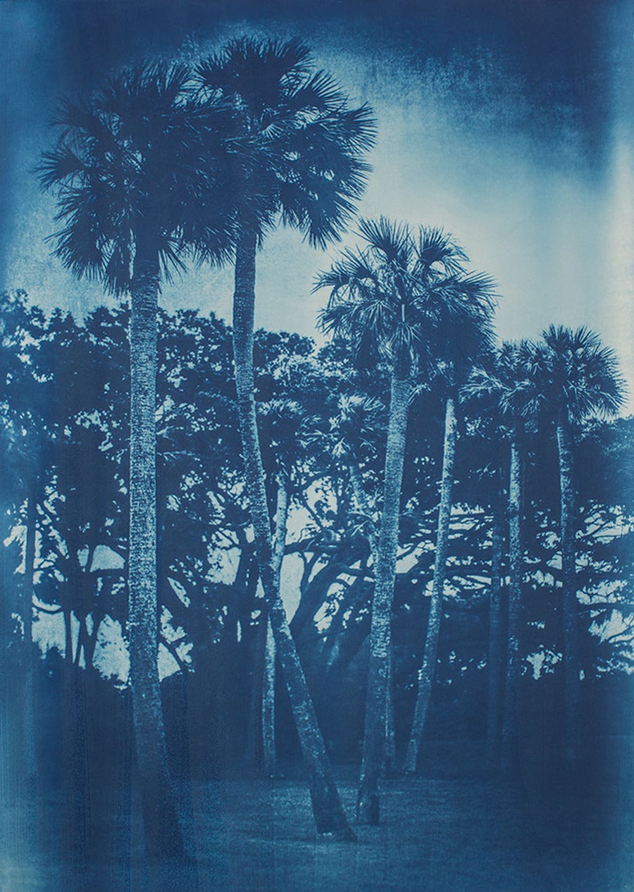Thomas Hager Landscape Photograph - Ribault Palms - 2