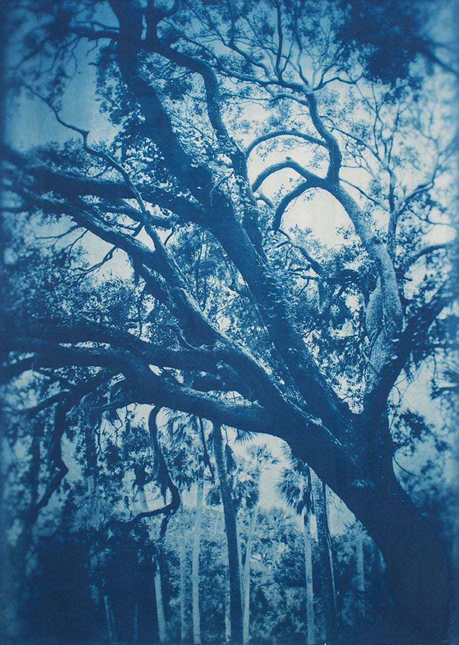 Thomas Hager Landscape Photograph - Ft George Island Live Oak