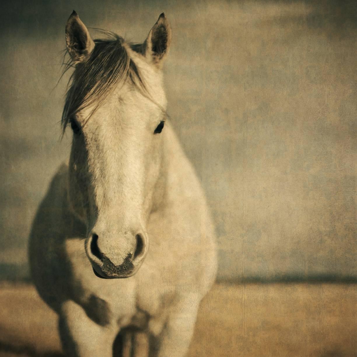 Horse with Blue Sky, 1/10, 2016 - Print by Thomas Hager