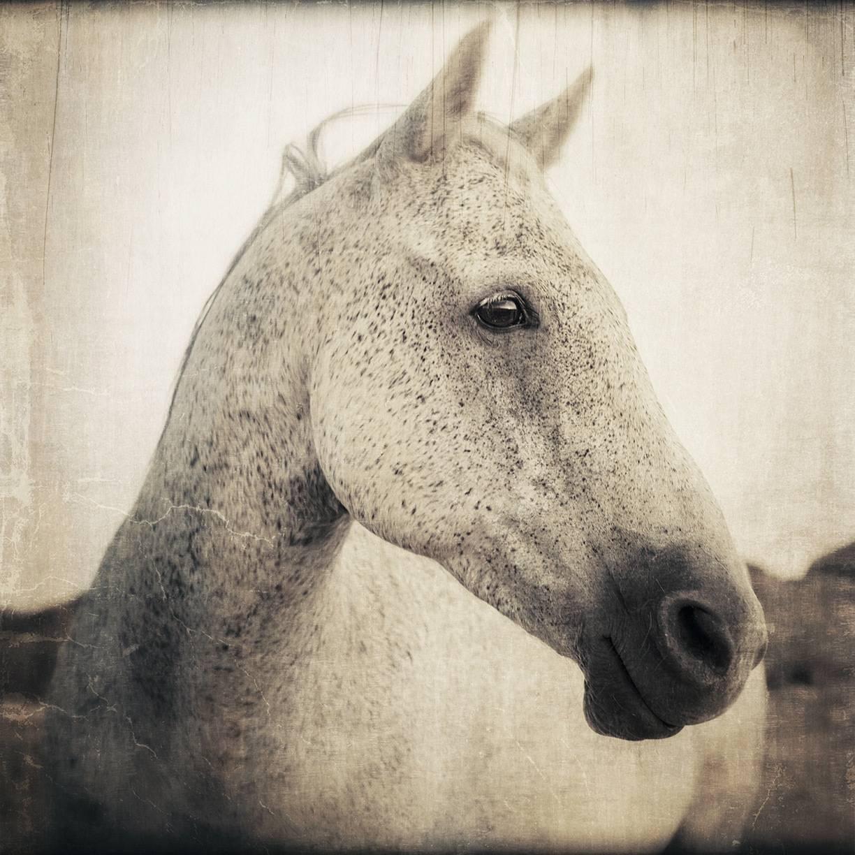 Horse Portrait - 1, 1/10, 2016 - Print by Thomas Hager