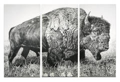American Bison