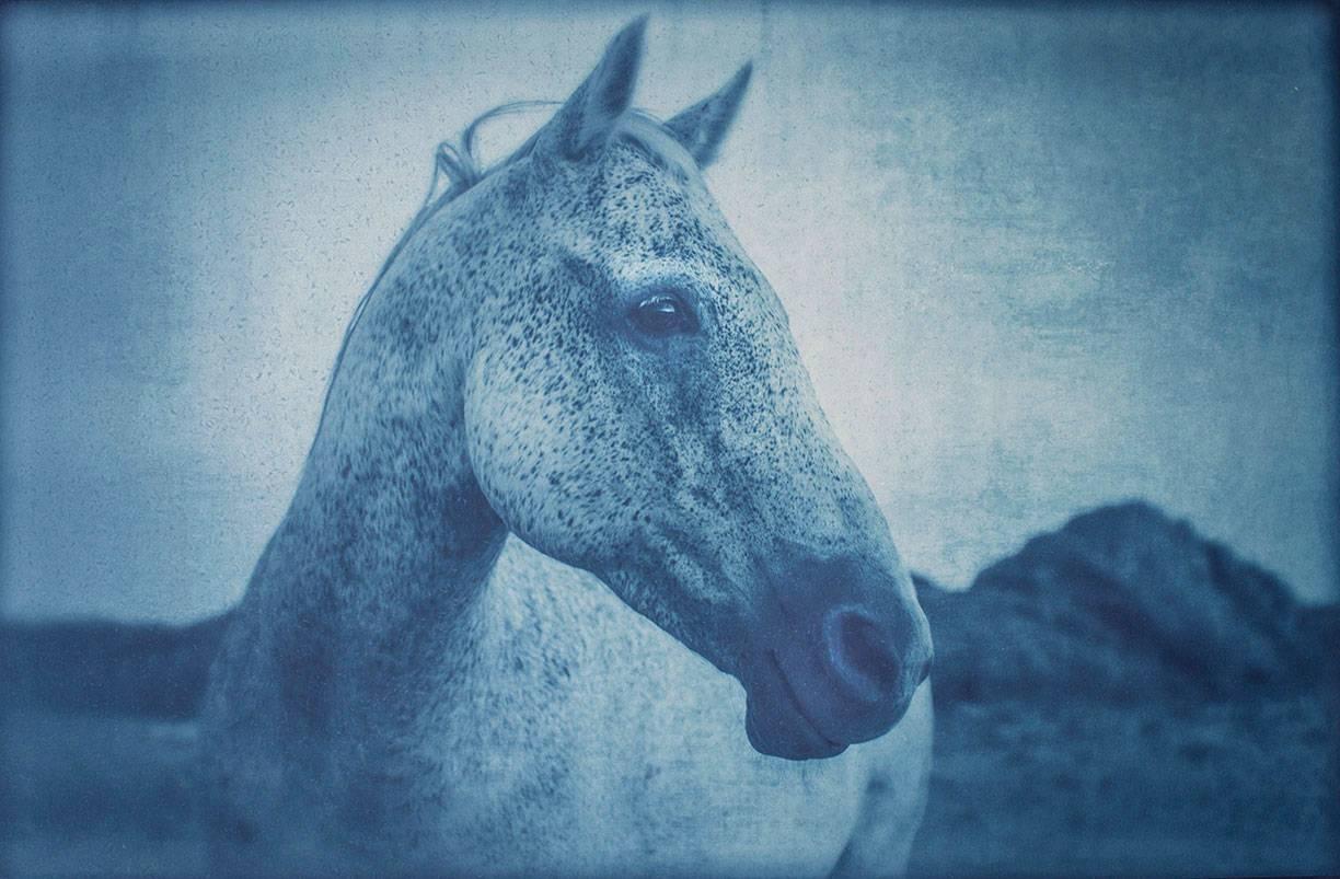 Thomas Hager Figurative Photograph - Horse Portrait 1