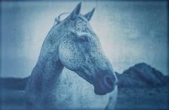 Horse Portrait 1