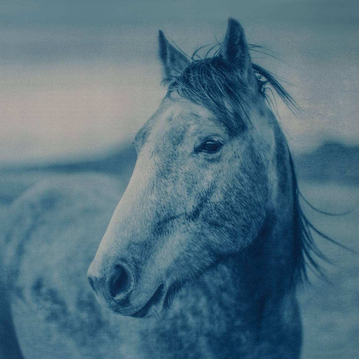 Thomas Hager Landscape Photograph - Horse 3, 1/12