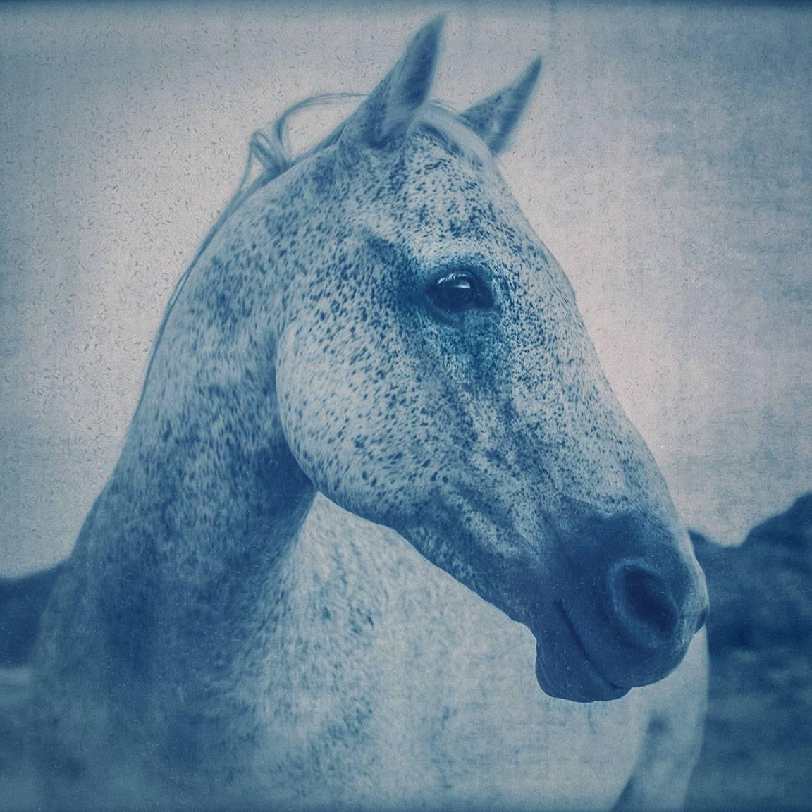 Horse 1, 1/12 - Photograph by Thomas Hager