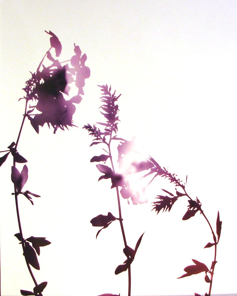 James Welling Color Photograph - Flower Series 2004 (purple)