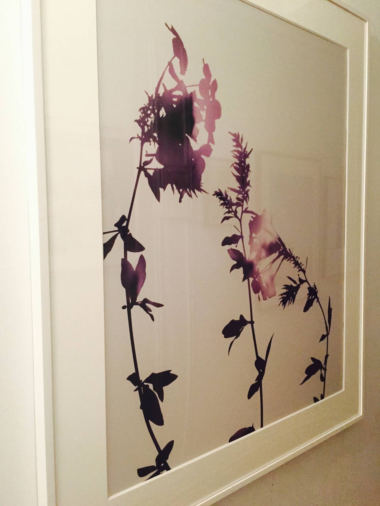 Flower Series 2004 (purple) - Photograph by James Welling
