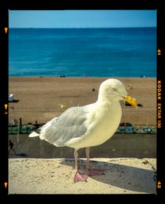 „The Queens Seagull“, Brighton – Farbfotografie britischer Strandvögel
