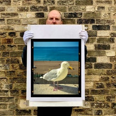 „The Queens Seagull“, Brighton – Farbfotografie britischer Strandvögel