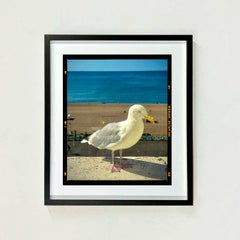 The Queens Seagull, Brighton - Small framed Bird Photography Color Print