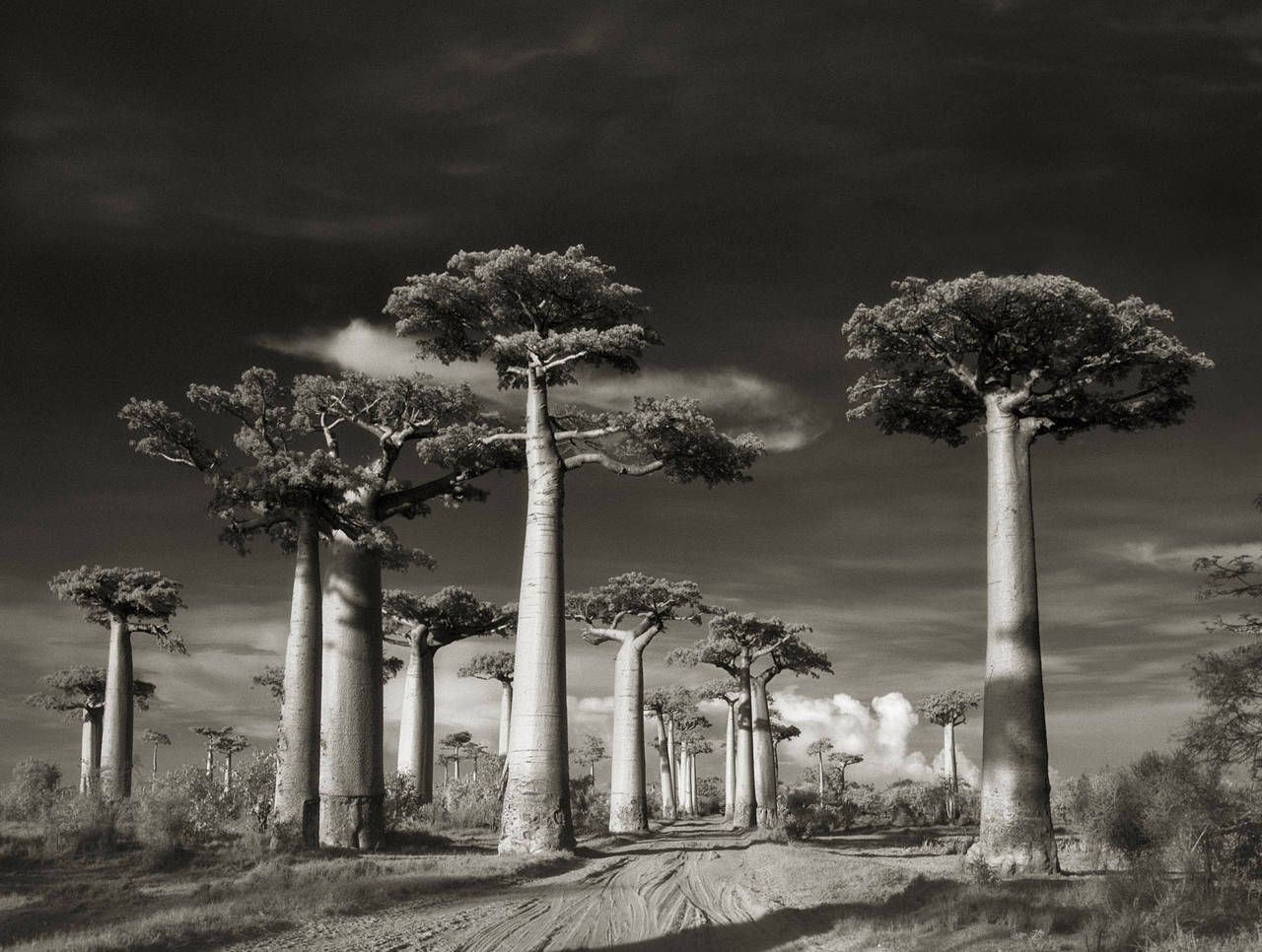 Beth Moon Landscape Photograph - Avenue of the Baobabs, 2006