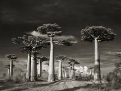 Avenue of the Baobabs, 2006