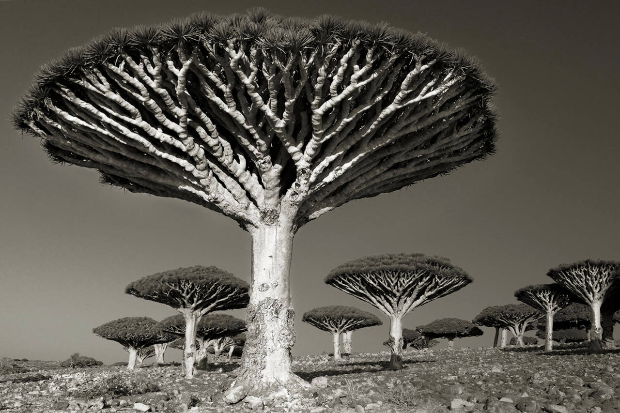 Beth Moon Landscape Photograph - Diksom Forest