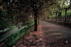 Blossoming apricot trees, Valentino Park, Turin, Italy, 2001