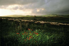 Wildflowers and sheep, Agrigento, Sicily, 1994
