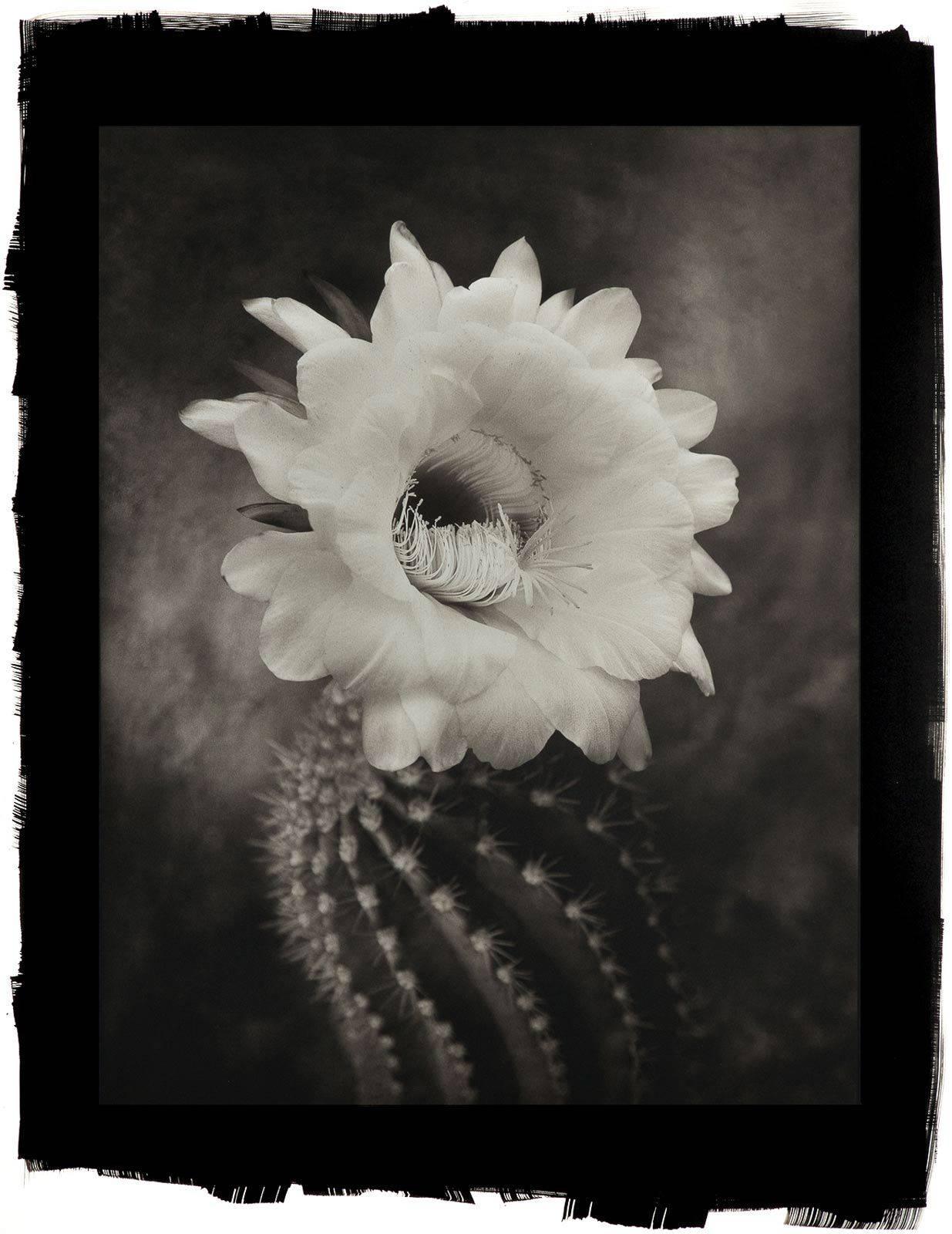 Cy DeCosse Black and White Photograph - Argentine Giant Cactus, 2012