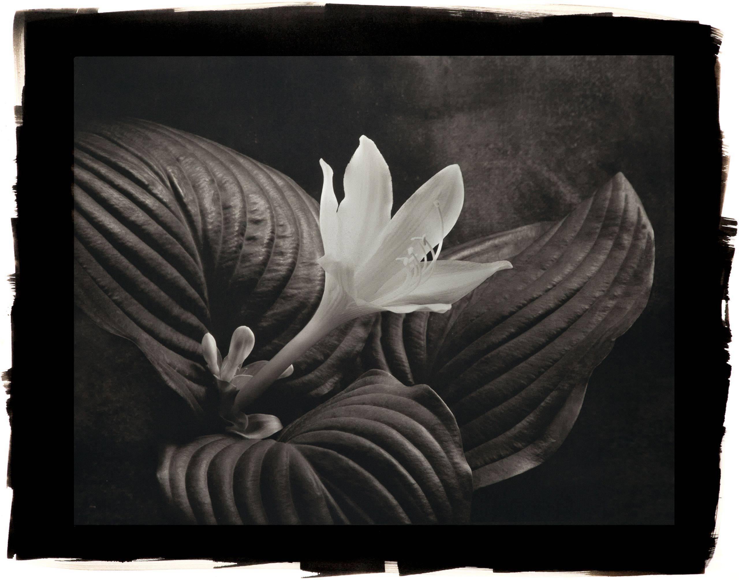 Cy DeCosse Black and White Photograph - August Lily Hosta, 2012