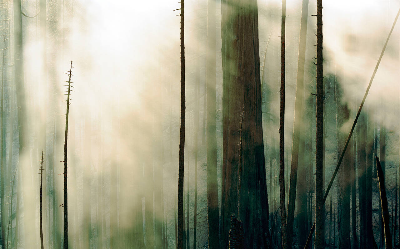 Sasha Bezzubov Color Photograph - Wildfire #3, Moonlight Fire, Plumas National Forest, CA