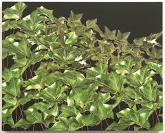 Ivy: Lone Pine Road 4