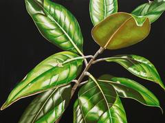 Magnolia Leaves 2
