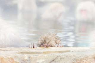 Raphael Macek - Equestrian Beauty #4 For Sale at 1stDibs | alon raphael