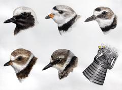 Conceptual Animal Drawings and Watercolours