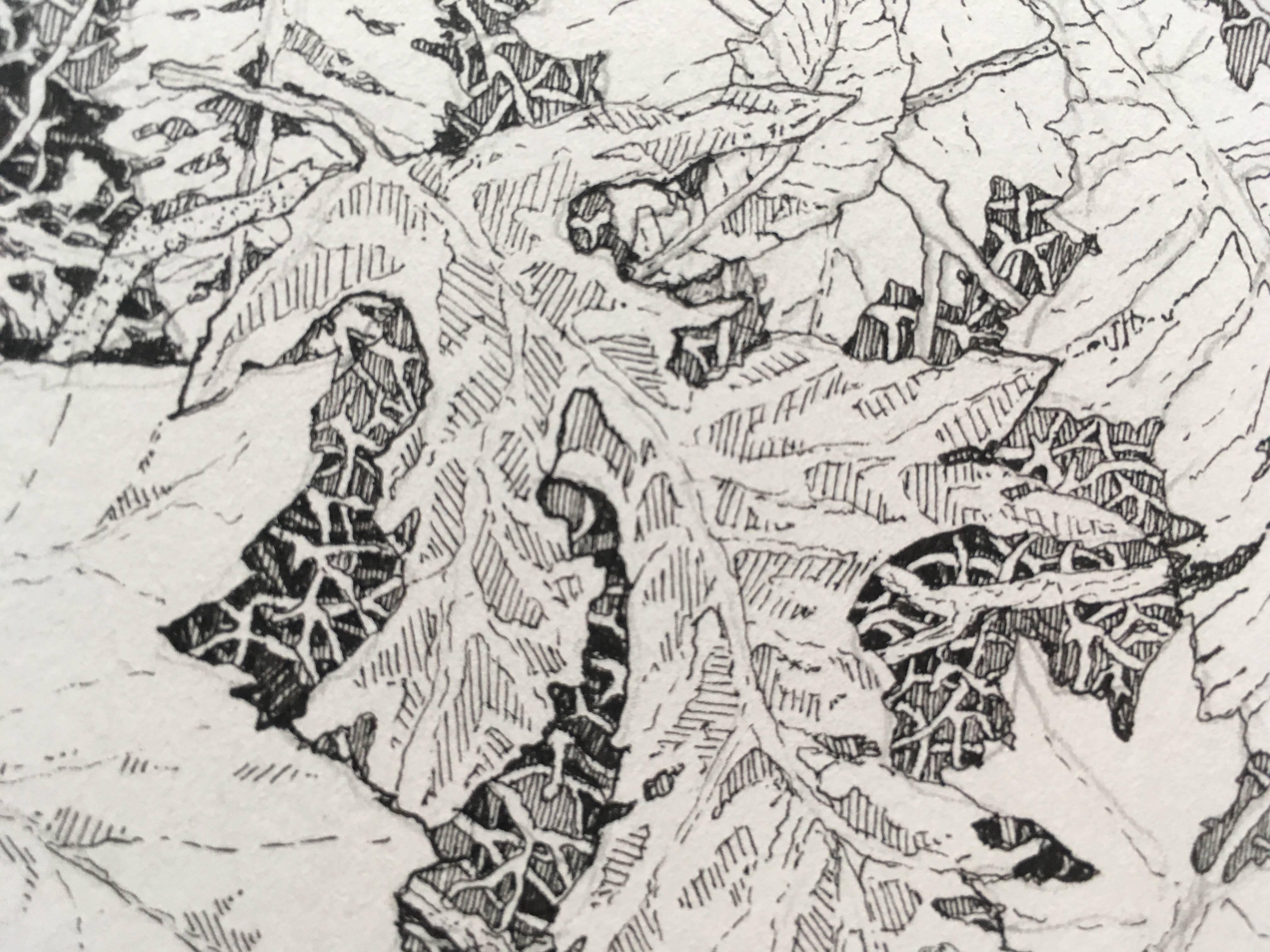 forest floor drawing