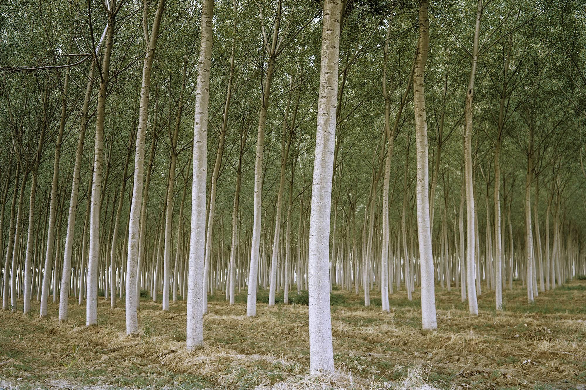Stephen Mallon Figurative Photograph - "Italian Forest" framed photograph, 40"x60" signed and edition #4/5 on reverse